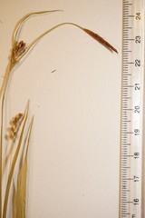 Carex gracilescens