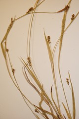 Carex gracilescens