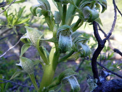 Chloraea cylindrostachya