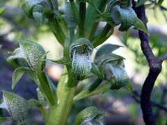 Chloraea cylindrostachya