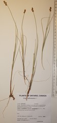 Carex heleonastes
