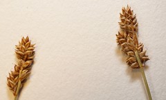 Carex heleonastes