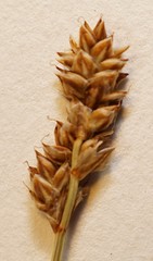 Carex heleonastes