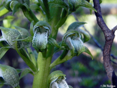 Chloraea cylindrostachya