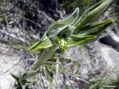 Chloraea magellanica