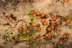 Scutellinia setosa