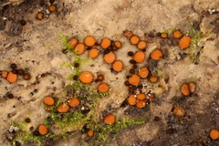 Scutellinia setosa