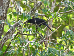 Lampropsar tanagrinus