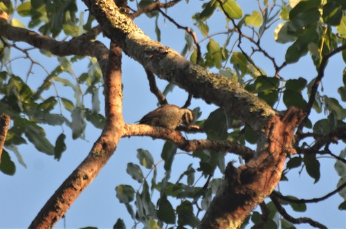 iNaturalist image