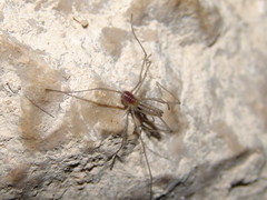 Ischyropsalis strandi