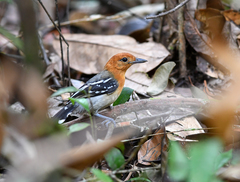 Thamnophilus amazonicus