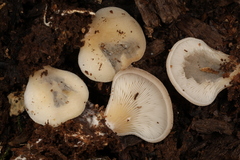 Hohenbuehelia angustata