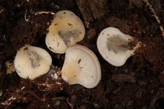 Hohenbuehelia angustata
