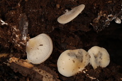 Hohenbuehelia angustata
