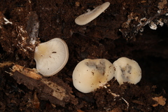 Hohenbuehelia angustata