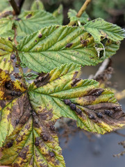 Dasineura ulmaria