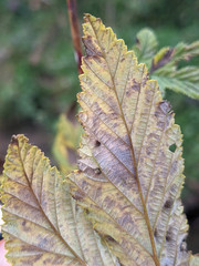 Dasineura ulmaria