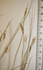 Carex leptalea