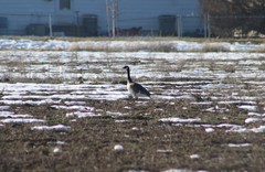 Branta canadensis