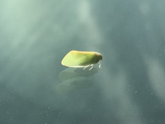 Ormenaria rufifascia