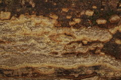 Dentocorticium portoricense