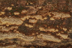 Dentocorticium portoricense