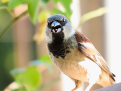 Passer domesticus