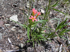 Collomia biflora