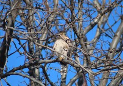 Accipiter cooperii