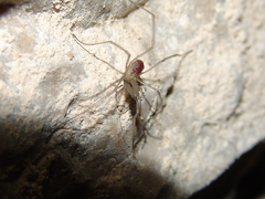 Ischyropsalis strandi