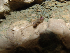 Ischyropsalis strandi