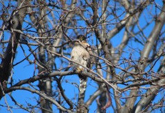 Accipiter cooperii