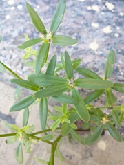 Portulaca cryptopetala