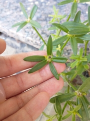 Portulaca cryptopetala