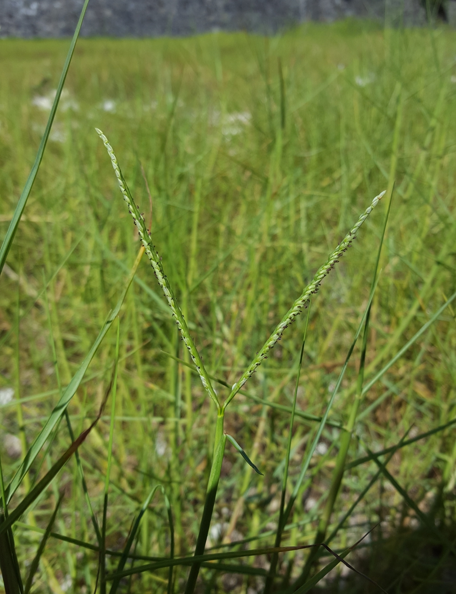 (c) François Rousseu, certains droits réservés (CC BY-NC) https://www.inaturalist.org/observations/105920516