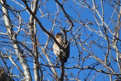 Accipiter cooperii