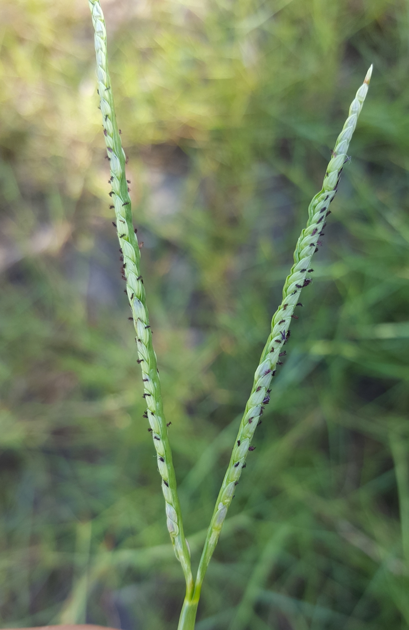 (c) François Rousseu, certains droits réservés (CC BY-NC) https://www.inaturalist.org/observations/105920516