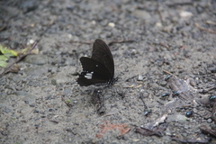 Papilio castor