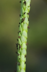 Paspalum vaginatum image