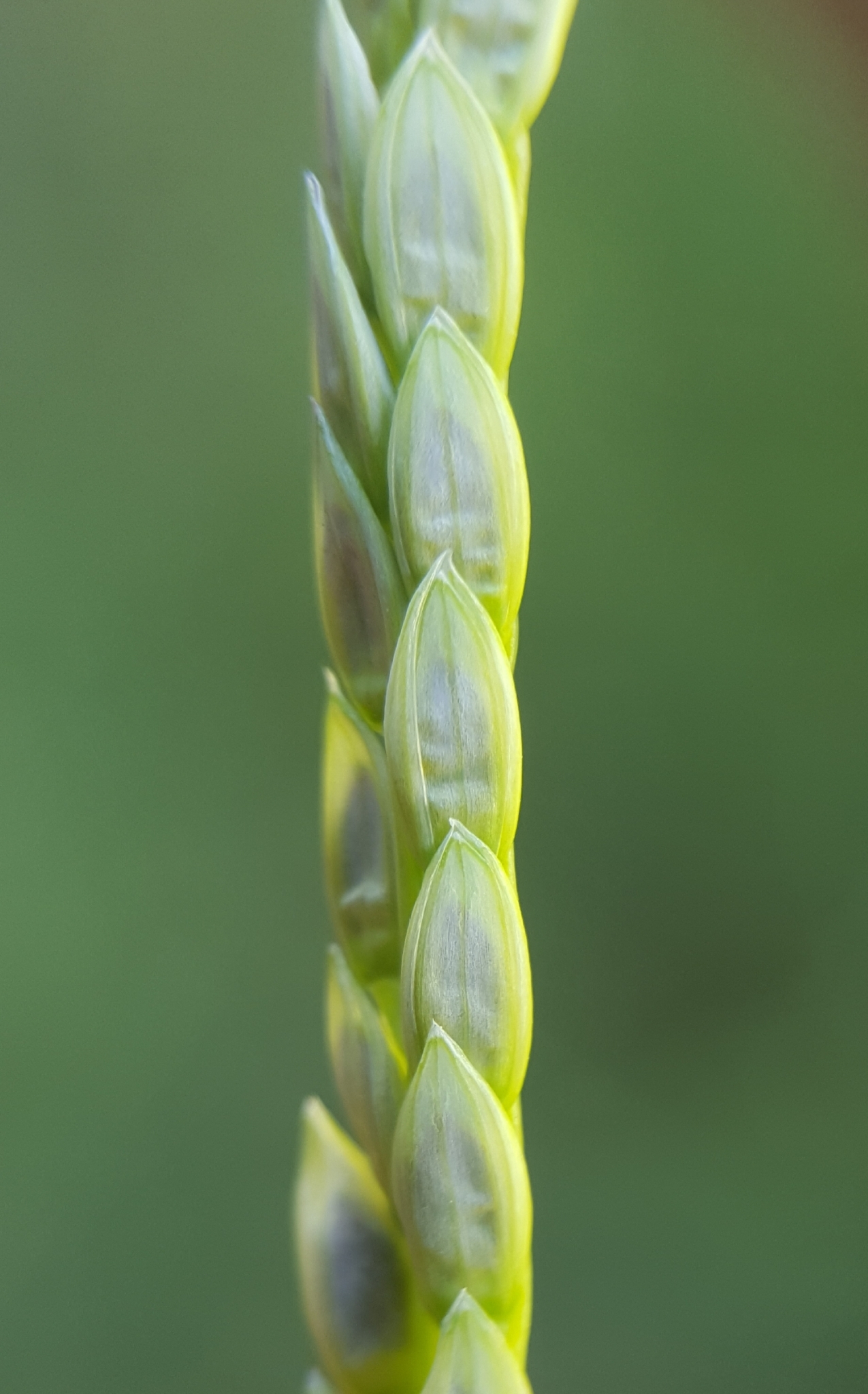 (c) François Rousseu, certains droits réservés (CC BY-NC) https://www.inaturalist.org/observations/105920516