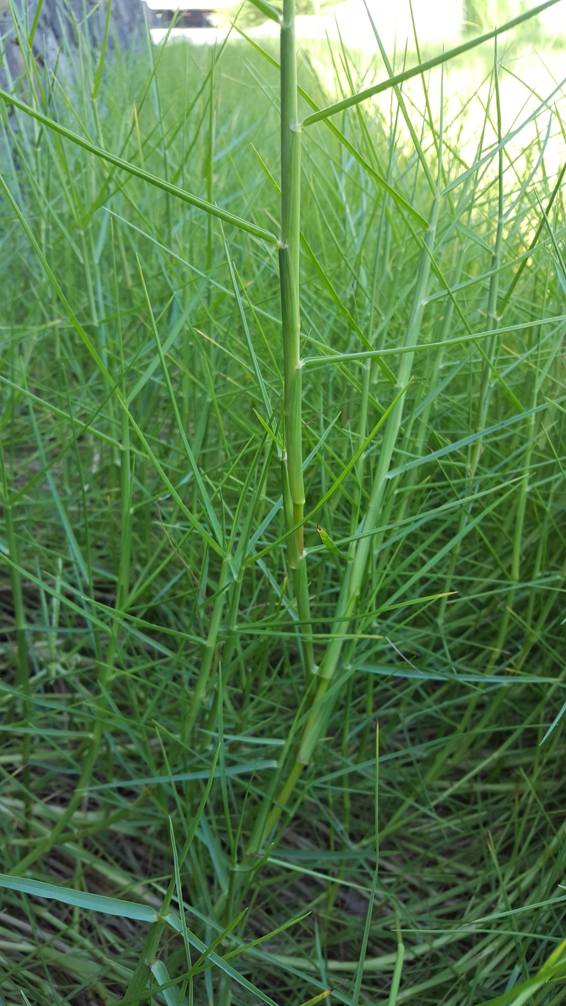 (c) François Rousseu, certains droits réservés (CC BY-NC) https://www.inaturalist.org/observations/105920516