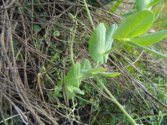 Pisum sativum sativum