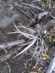 Tillandsia xiphioides