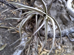 Tillandsia xiphioides