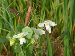 Pisum sativum sativum