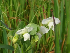 Pisum sativum sativum