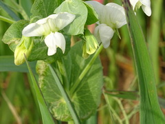 Pisum sativum sativum