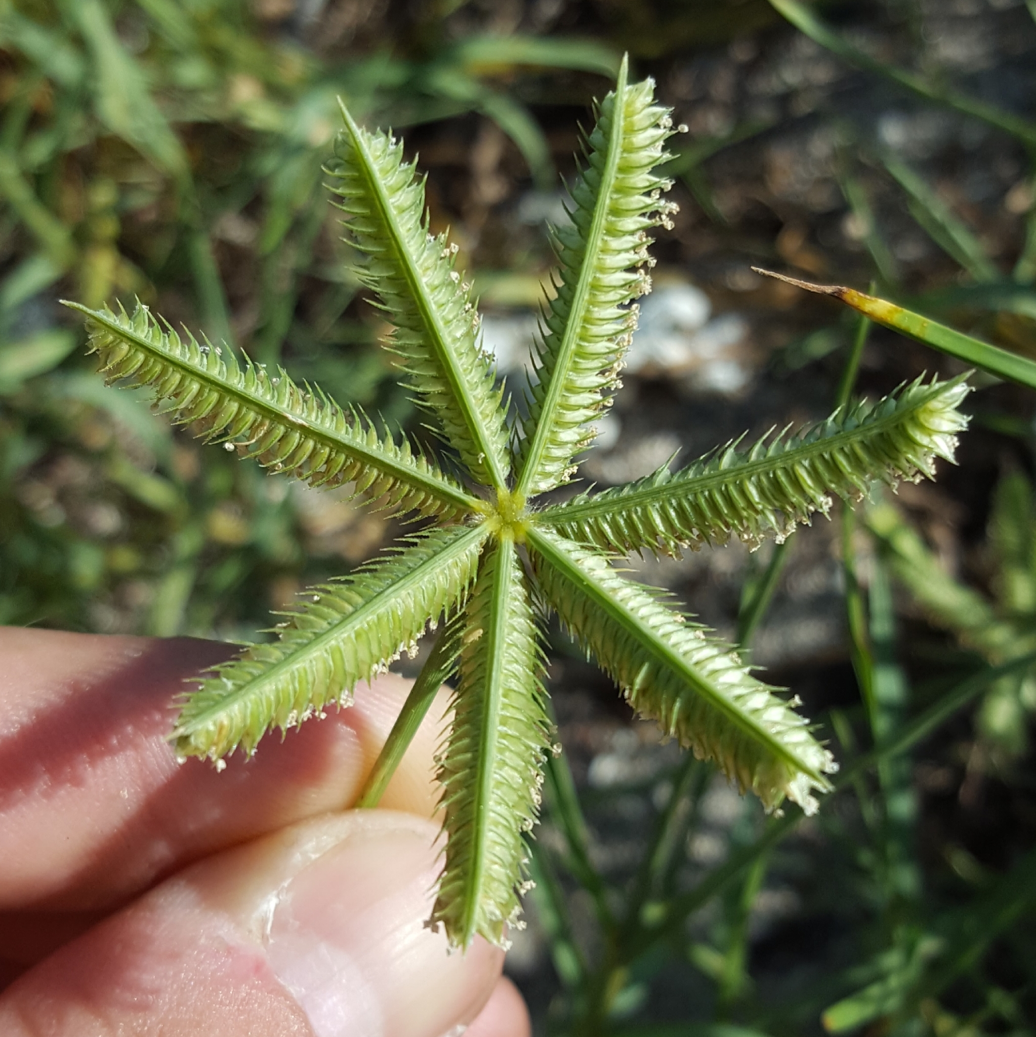(c) François Rousseu, certains droits réservés (CC BY-NC) https://www.inaturalist.org/observations/105920694