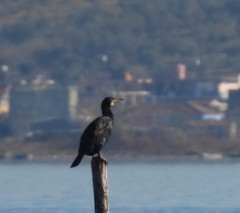 Phalacrocorax carbo
