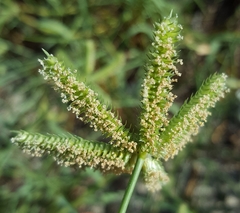 Dactyloctenium ctenoides